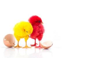 carino piccolo pollo rosso e pollo giallo con uovo incrinato, concetto di pollo foto