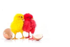 carino piccolo pollo giallo e pollo rosso con uovo incrinato, concetto di pollo foto