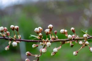 boccioli bianchi chiusi su un ramo di ciliegio. foto