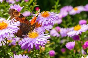 la farfalla di pavone si siede su un fiore. piccoli astri. il giardino è in fioritura. foto