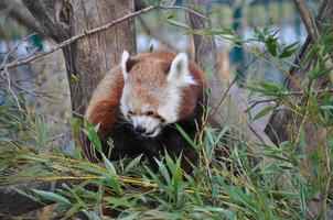 animale mammifero orso panda foto