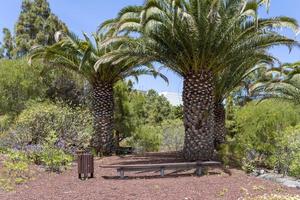 canary palm phoenix canariensis è una specie di pianta da fiore della famiglia delle palme delle arecaceae. foto