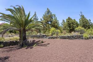 canary palm phoenix canariensis è una specie di pianta da fiore della famiglia delle palme delle arecaceae. foto