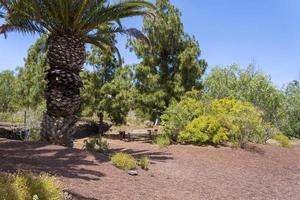 canary palm phoenix canariensis è una specie di pianta da fiore della famiglia delle palme delle arecaceae. foto