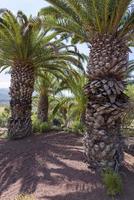 canary palm phoenix canariensis è una specie di pianta da fiore della famiglia delle palme delle arecaceae. foto