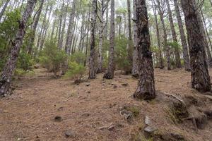 fitta e bellissima foresta sull'isola di tenerife. foto