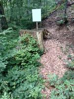 poster sul ceppo di grande albero nella foresta verde chiaro segno concetto messaggio dal segno di attenzione della natura foto