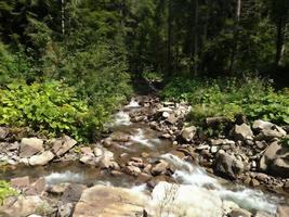 fiume di montagna nella foresta fogliare verde con acqua tempestosa di faggio foto