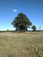 quercia in campo. foto