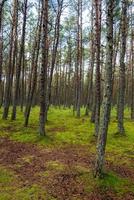 l'immagine di una foresta danzante allo spiedo dei curoni nella regione di Kaliningrad in Russia. foto