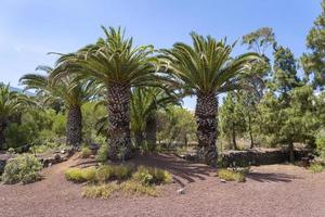 canary palm phoenix canariensis è una specie di pianta da fiore della famiglia delle palme delle arecaceae. foto