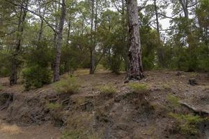 fitta foresta sull'isola di tenerife. foto