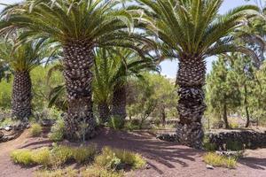 canary palm phoenix canariensis è una specie di pianta da fiore della famiglia delle palme delle arecaceae. foto