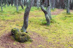 l'immagine di una foresta danzante allo spiedo dei curoni nella regione di Kaliningrad in Russia. foto