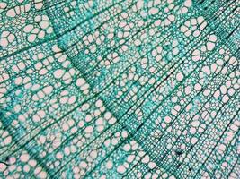 micrografia dello stelo di tilia foto