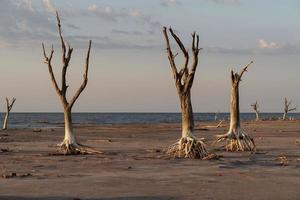 alberi morti per siccità e terreno screpolato nella laguna secca. foto