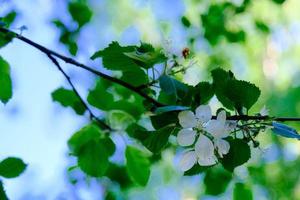 primo piano di melo selvatico con fiori in fiore e foglie contro il cielo blu in primavera foto