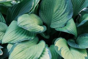 la grande pianta verde di hosta lascia il primo piano, lo sfondo della natura, la vegetazione decorativa, il giardino botanico all'aperto foto