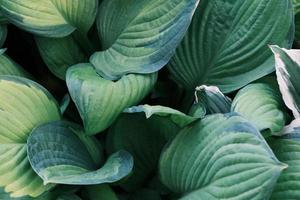 primo piano di grandi foglie di piante di hosta, vegetazione ornamentale, giardino botanico all'aperto foto