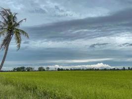 cielo blu su un'atmosfera di campo di riso verde foto