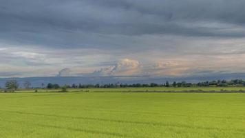 cielo blu su un'atmosfera di campo di riso verde foto