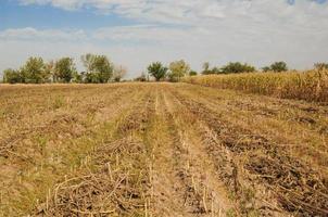 campo di mais con il raccolto contro il cielo blu. la raccolta del campo di mais foto