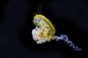 meduse sott'acqua foto