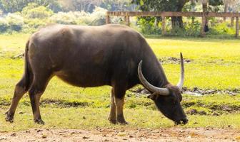 il bufalo sta mangiando l'erba all'aperto foto