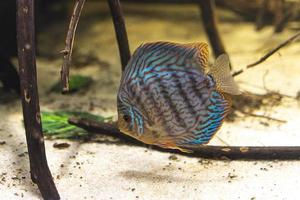 discus turchi. un grande pesce azzurro striato nuota nell'acqua dell'acquario. avvicinamento. mondo sott'acqua. foto