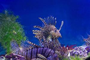 gatto alato zebrato. un grande pesce azzurro striato nuota nell'acqua dell'acquario. avvicinamento. mondo sott'acqua. foto