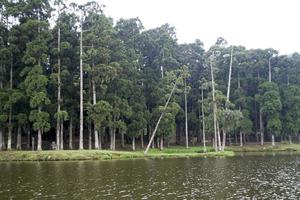 alberi sulla riva del fiume foto