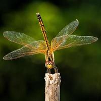 colpo a macroistruzione di libellula arancione che mostra i dettagli del viso, degli occhi e delle ali foto