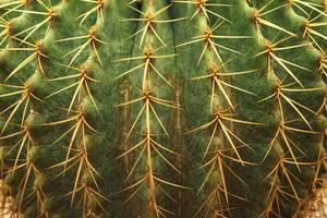 primo piano verde piccola spina di cactus affilata struttura foto