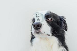 divertente ritratto di un simpatico cucciolo di cane border collie che tiene una casa modello giocattolo in miniatura sul naso, isolata su sfondo bianco. mutuo immobiliare proprietà dolce casa concetto di rifugio per cani foto