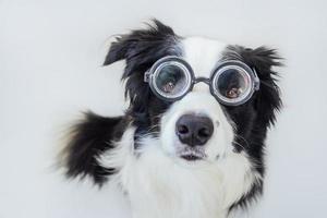 divertente ritratto di cucciolo di cane border collie in occhiali comici isolati su sfondo bianco. cagnolino che guarda con gli occhiali come uno studente professore dottore. di nuovo a scuola. fantastico stile nerd. animali divertenti. foto