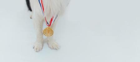 cucciolo di cane pwas border collie con medaglia d'oro del vincitore o del campione isolata su sfondo bianco. vincitore cane campione. vittoria primo posto della competizione. concetto vincente o di successo. foto