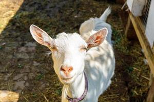 carino capretto ruspante su fattoria di animali ecologici naturali organici che pascolano liberamente in cortile su sfondo ranch. capre domestiche pascolano al pascolo. bestiame moderno, agricoltura ecologica. diritti degli animali. foto