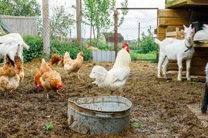 capra e pollo ruspante in allevamento di animali biologici che pascolano liberamente in cortile sullo sfondo del ranch. gallina polli capra domestica pascolano al pascolo. bestiame moderno, agricoltura ecologica. diritti degli animali. foto