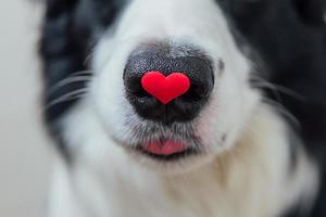 st. concetto di san valentino. ritratto divertente simpatico cucciolo di cane border collie con cuore rosso sul naso isolato su sfondo bianco, primo piano. adorabile cane innamorato a san valentino fa un regalo. foto