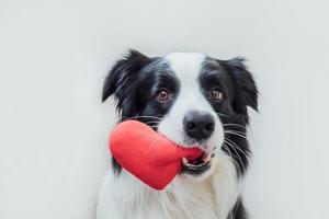 st. concetto di san valentino. ritratto divertente simpatico cucciolo di cane border collie che tiene il cuore rosso in bocca isolato su sfondo bianco, primo piano. adorabile cane innamorato a san valentino fa un regalo. foto