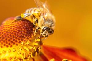 l'ape mellifera ricoperta di polline giallo beve il nettare, fiore impollinatore. sfondo floreale naturale ispiratore del giardino fiorito primaverile o estivo. vita di insetti, macro estrema primo piano fuoco selettivo foto