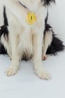 cucciolo di cane pwas border collie con medaglia d'oro del vincitore o del campione isolata su sfondo bianco. vincitore cane campione. vittoria primo posto della competizione. concetto vincente o di successo. foto