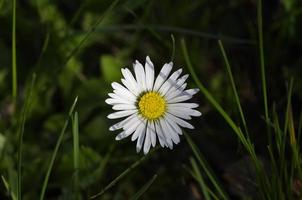 fiori della margherita nell'erba verde fresca foto