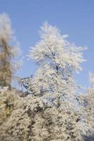 gelo invernale sui rami degli alberi foto