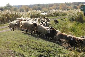 un gregge di pecore al pascolo sull'erba verde del campo foto