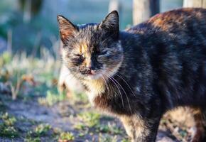 domestico animale domestico gatto nel luce del sole nel primavera parco. foto