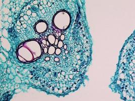 micrografia del gambo di cucurbita foto