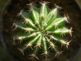 cactus pianta cactaceae foto