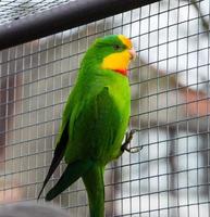 pappagallo port lincoln - ringneck australiano foto