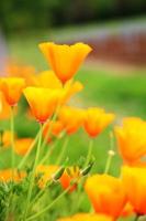 papavero in fiore con foglie verdi, natura naturale vivente foto